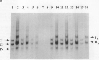 https://cdn.ncbi.nlm.nih.gov/pmc/blobs/f050/53152/8126b7b423e3/pnas01074-0477-b.jpg