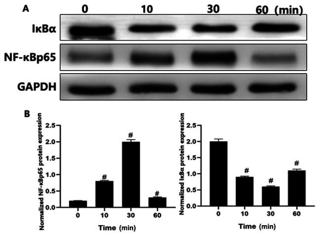 https://cdn.ncbi.nlm.nih.gov/pmc/blobs/f050/8193207/bcab75b34783/etm-22-02-10247-g01.jpg