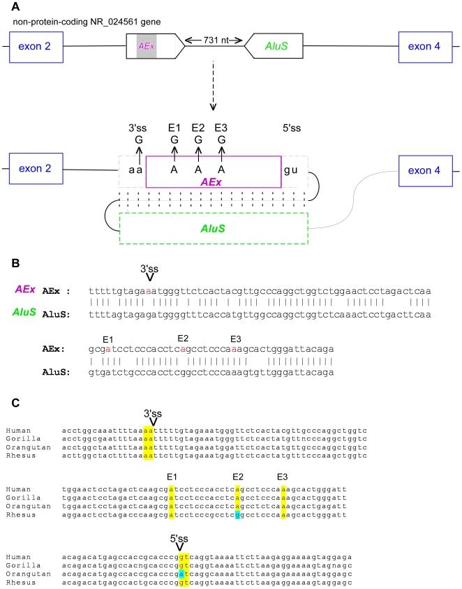 https://cdn.ncbi.nlm.nih.gov/pmc/blobs/f053/2879366/43301510a49c/pone.0010907.g004.jpg