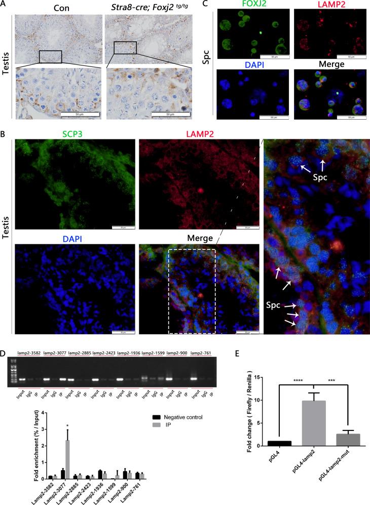 https://cdn.ncbi.nlm.nih.gov/pmc/blobs/f054/9338950/42900053a38b/41419_2022_5116_Fig7_HTML.jpg