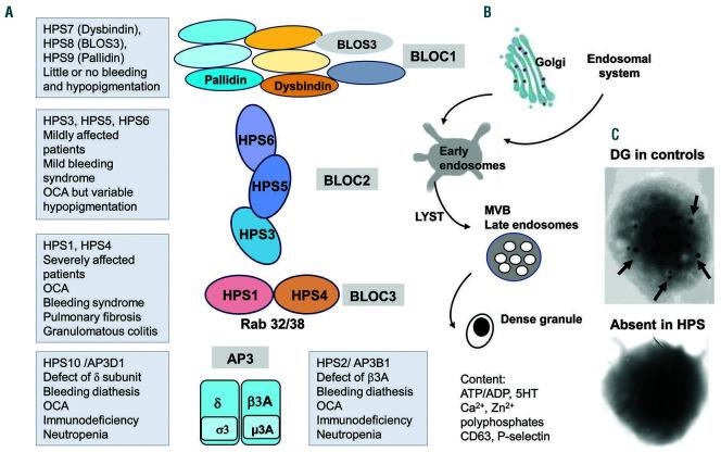 https://cdn.ncbi.nlm.nih.gov/pmc/blobs/f056/7849565/6819fa7c468e/106337.fig4.jpg