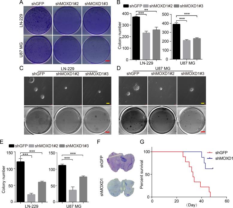 https://cdn.ncbi.nlm.nih.gov/pmc/blobs/f05a/8991257/46e87cef969b/41420_2022_976_Fig3_HTML.jpg