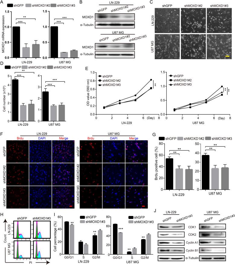 https://cdn.ncbi.nlm.nih.gov/pmc/blobs/f05a/8991257/671b503f1e13/41420_2022_976_Fig2_HTML.jpg