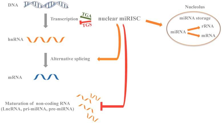 https://cdn.ncbi.nlm.nih.gov/pmc/blobs/f05c/5085744/da6ef4322687/ijms-17-01712-g003.jpg