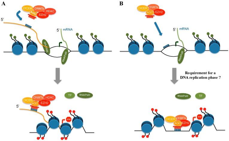 https://cdn.ncbi.nlm.nih.gov/pmc/blobs/f05c/5085744/f251bdc64715/ijms-17-01712-g002.jpg