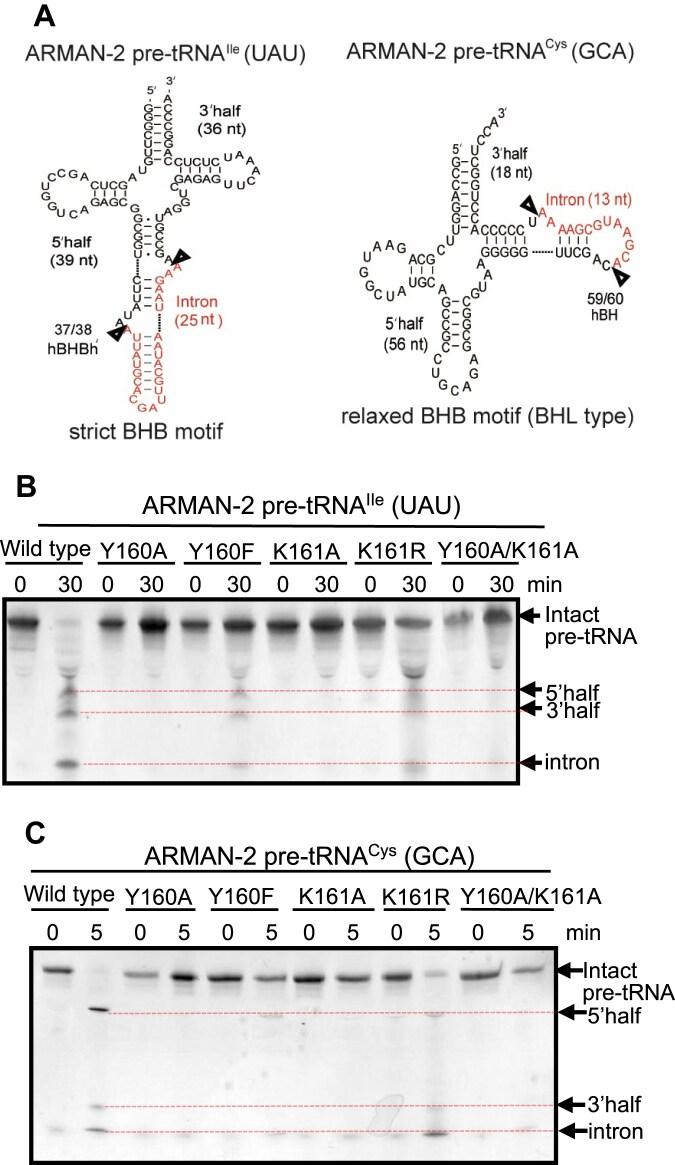 https://cdn.ncbi.nlm.nih.gov/pmc/blobs/f062/12397907/2dc09528c4f6/gkaf845fig3.jpg