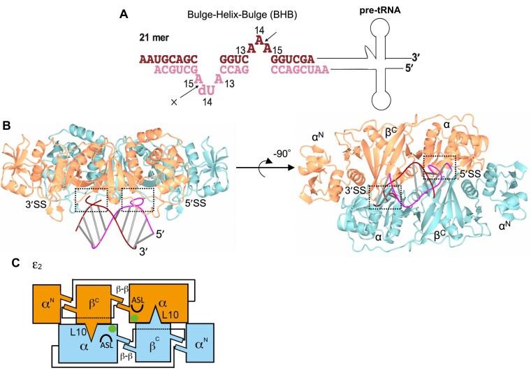 https://cdn.ncbi.nlm.nih.gov/pmc/blobs/f062/12397907/8e745636e5d6/gkaf845fig1.jpg