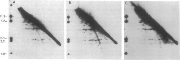 https://cdn.ncbi.nlm.nih.gov/pmc/blobs/f062/53668/985b5a7e0020/pnas01031-0234-a.jpg