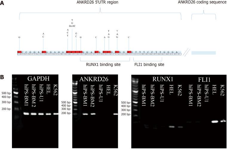 https://cdn.ncbi.nlm.nih.gov/pmc/blobs/f065/11135246/3a6f88a2562d/WJSC-16-538-g001.jpg
