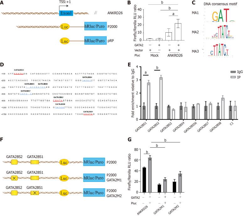 https://cdn.ncbi.nlm.nih.gov/pmc/blobs/f065/11135246/aad9fea67ce0/WJSC-16-538-g005.jpg