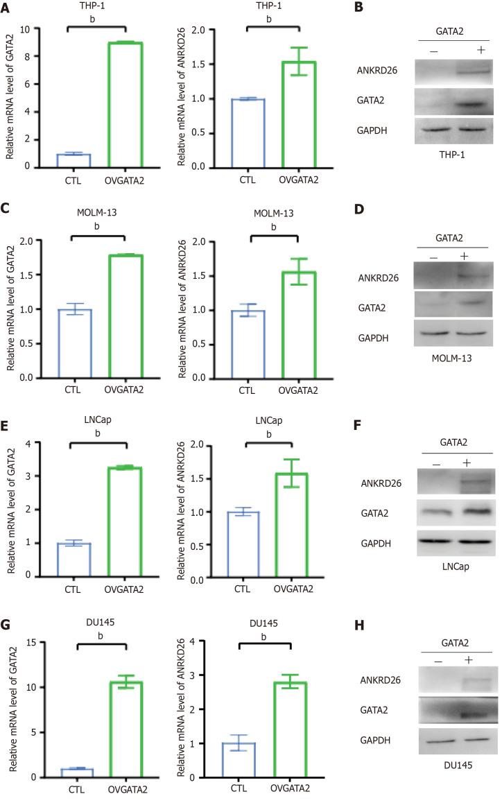 https://cdn.ncbi.nlm.nih.gov/pmc/blobs/f065/11135246/e31bb90d2bce/WJSC-16-538-g004.jpg
