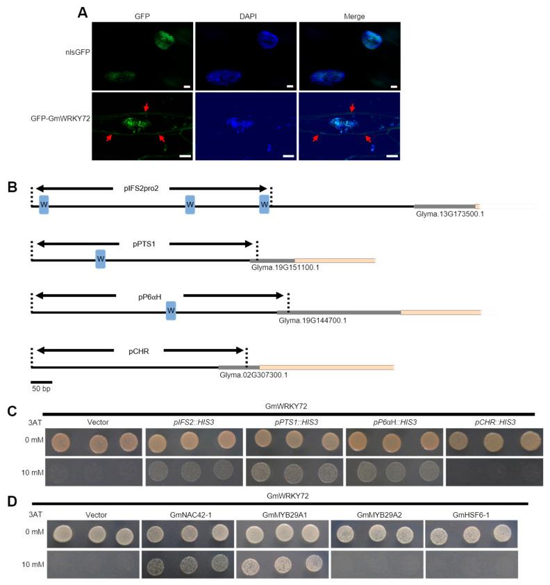 https://cdn.ncbi.nlm.nih.gov/pmc/blobs/f065/11548433/a5b6167ef941/plants-13-03036-g004.jpg
