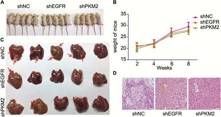 https://cdn.ncbi.nlm.nih.gov/pmc/blobs/f065/7351130/7355f213d98d/bgz180f0005.jpg
