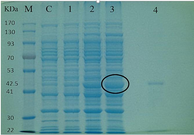 https://cdn.ncbi.nlm.nih.gov/pmc/blobs/f066/11438873/0479b3ffbb35/41598_2024_73105_Fig2_HTML.jpg