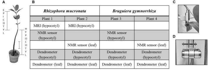 https://cdn.ncbi.nlm.nih.gov/pmc/blobs/f066/4921503/dec741180243/fpls-07-00895-g001.jpg