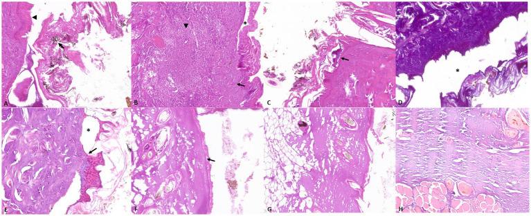https://cdn.ncbi.nlm.nih.gov/pmc/blobs/f06a/11148361/9c3e4f95b42d/fvets-11-1396540-g002.jpg