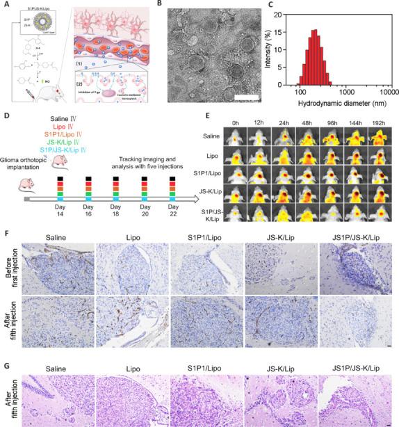 https://cdn.ncbi.nlm.nih.gov/pmc/blobs/f06d/11691476/7774c85e1b4d/NRR-20-1883-g009.jpg