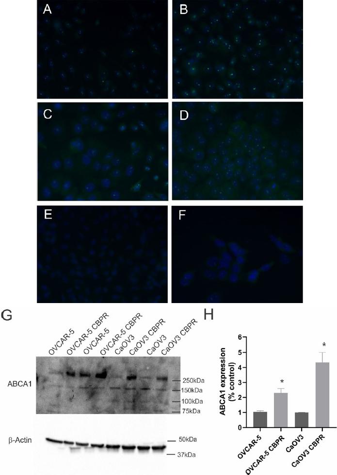 https://cdn.ncbi.nlm.nih.gov/pmc/blobs/f074/9019266/50527dcd730e/cdr-4-485.fig.5.jpg