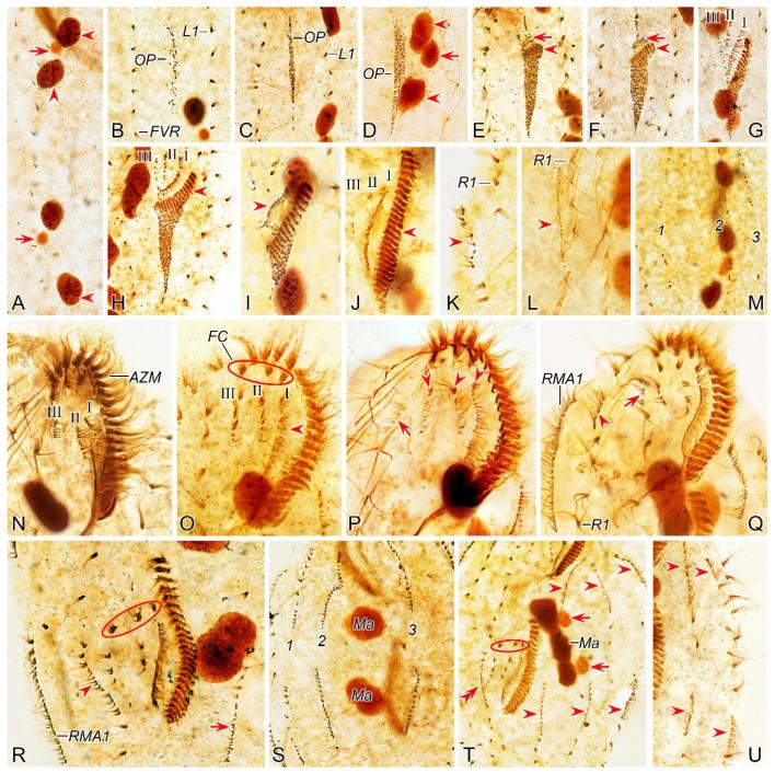 https://cdn.ncbi.nlm.nih.gov/pmc/blobs/f077/11510119/79bcc521f401/microorganisms-12-02013-g002.jpg