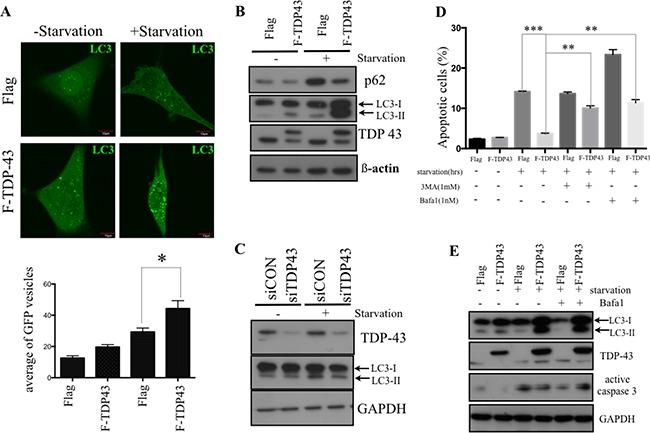 https://cdn.ncbi.nlm.nih.gov/pmc/blobs/f077/5593587/c957b07585dd/oncotarget-08-56612-g003.jpg