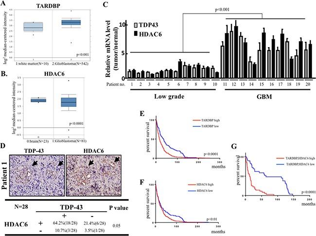 https://cdn.ncbi.nlm.nih.gov/pmc/blobs/f077/5593587/d4c215369724/oncotarget-08-56612-g006.jpg