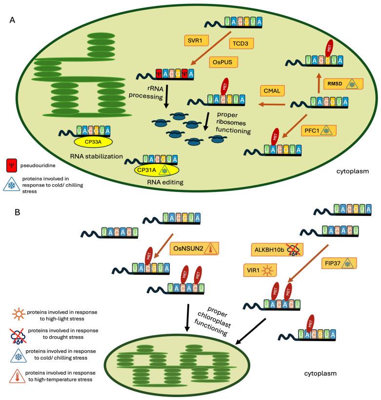 https://cdn.ncbi.nlm.nih.gov/pmc/blobs/f078/11594162/beec3abb8a1a/ijms-25-11912-g001.jpg