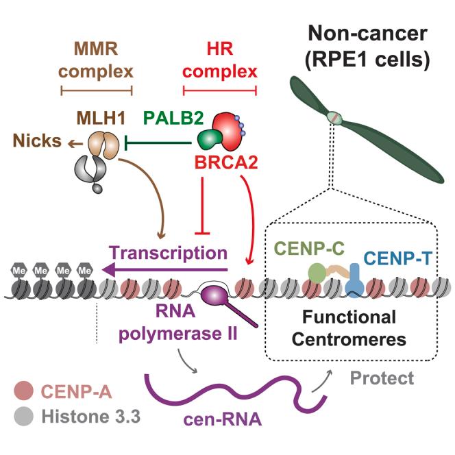 https://cdn.ncbi.nlm.nih.gov/pmc/blobs/f079/11860765/7f81706f14a2/fx1.jpg