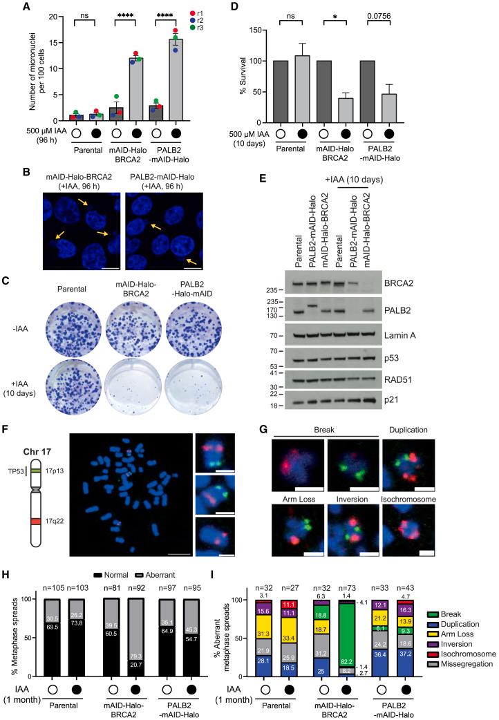 https://cdn.ncbi.nlm.nih.gov/pmc/blobs/f079/11860765/8a0090915b75/gr3.jpg