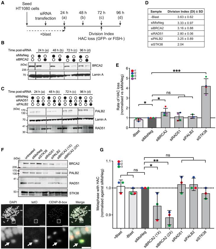 https://cdn.ncbi.nlm.nih.gov/pmc/blobs/f079/11860765/a14b67e690f5/gr1.jpg