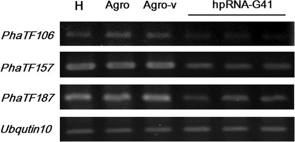 https://cdn.ncbi.nlm.nih.gov/pmc/blobs/f079/3533828/54bb26fd2d91/1471-2164-13-491-4.jpg