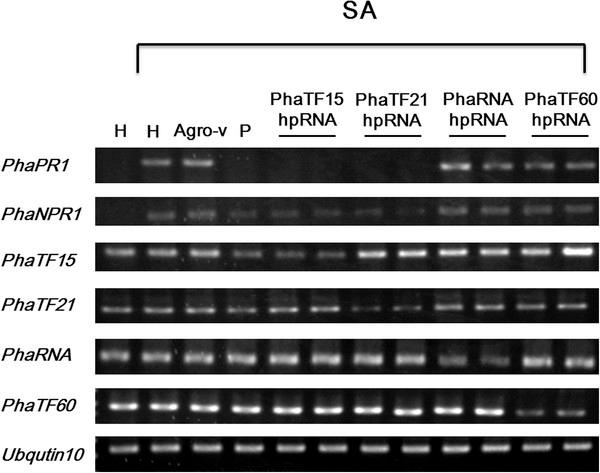 https://cdn.ncbi.nlm.nih.gov/pmc/blobs/f079/3533828/f590e0c61dbe/1471-2164-13-491-6.jpg