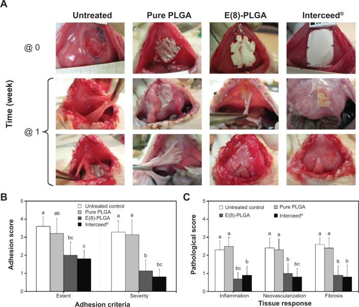 https://cdn.ncbi.nlm.nih.gov/pmc/blobs/f07c/4149440/55da7485279d/ijn-9-4067Fig5.jpg