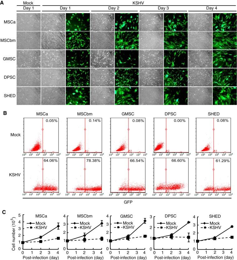 https://cdn.ncbi.nlm.nih.gov/pmc/blobs/f07e/4742711/9dc8026e74d6/mbo0011626330001.jpg