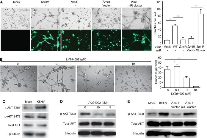 https://cdn.ncbi.nlm.nih.gov/pmc/blobs/f07e/4742711/bd5b2711f0b4/mbo0011626330007.jpg