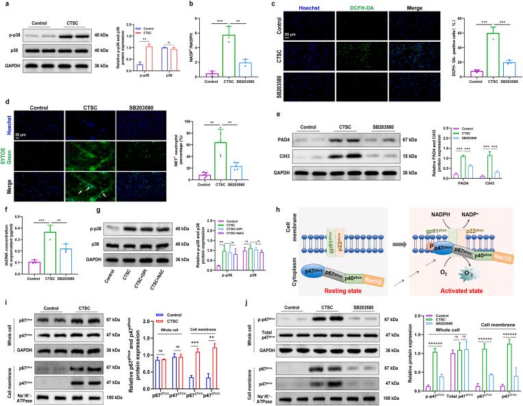 https://cdn.ncbi.nlm.nih.gov/pmc/blobs/f081/11209641/6316d04e5dcf/gr6.jpg