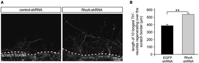 https://cdn.ncbi.nlm.nih.gov/pmc/blobs/f081/4155783/fb01290c7041/fncel-08-00273-g0003.jpg
