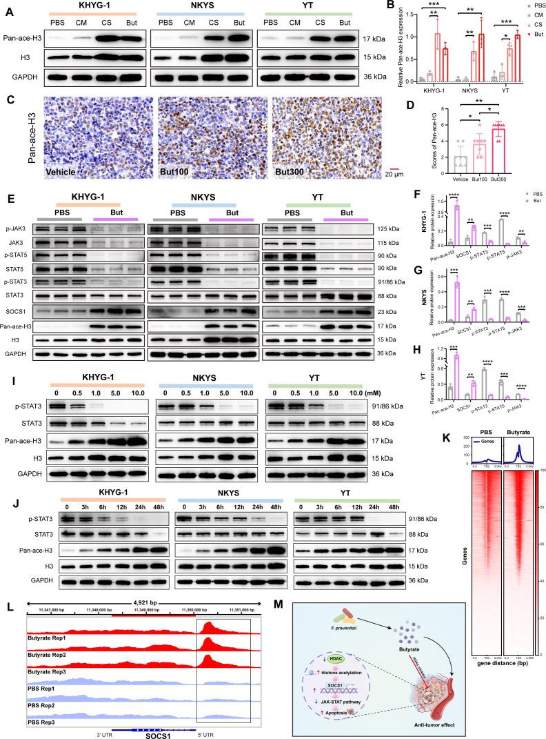 https://cdn.ncbi.nlm.nih.gov/pmc/blobs/f082/12013593/55eba551bfa1/gutjnl-74-4-g007.jpg