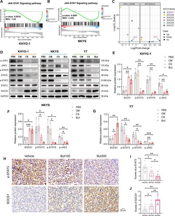 https://cdn.ncbi.nlm.nih.gov/pmc/blobs/f082/12013593/bfb5ff9e58ec/gutjnl-74-4-g006.jpg