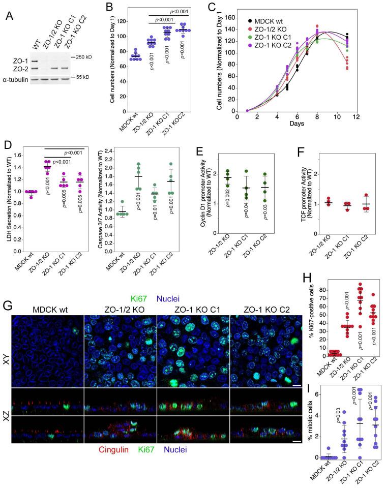 https://cdn.ncbi.nlm.nih.gov/pmc/blobs/f086/11011562/7c8dc04acfda/cells-13-00640-g001.jpg