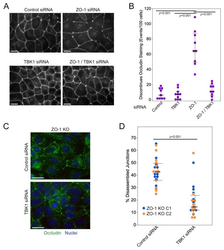 https://cdn.ncbi.nlm.nih.gov/pmc/blobs/f086/11011562/c574bf4a8747/cells-13-00640-g004.jpg