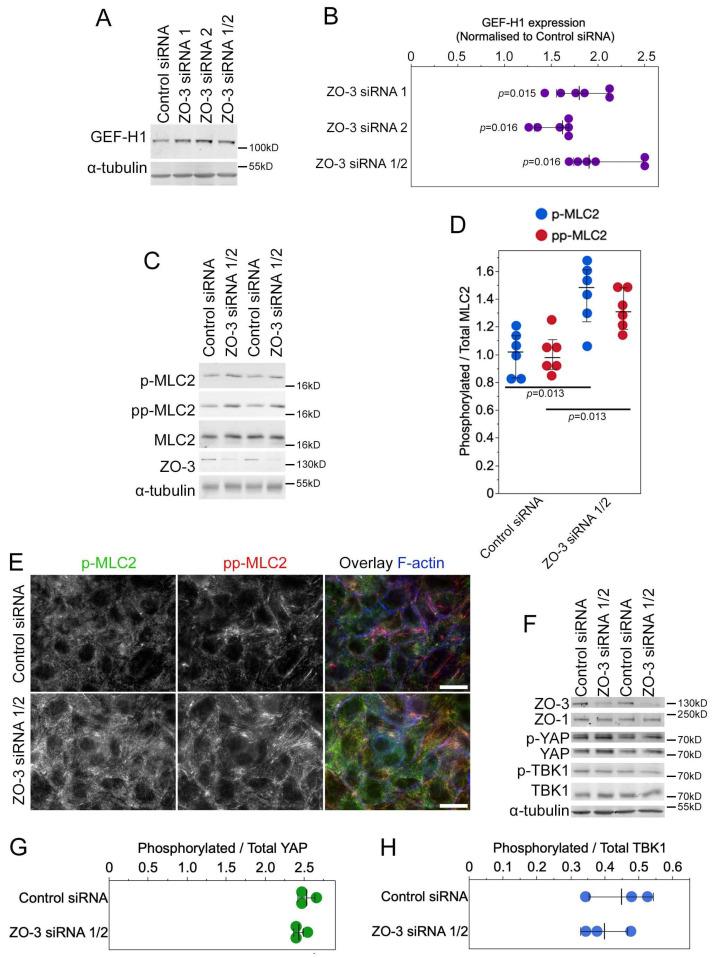 https://cdn.ncbi.nlm.nih.gov/pmc/blobs/f086/11011562/cb58ddd95f7c/cells-13-00640-g008.jpg