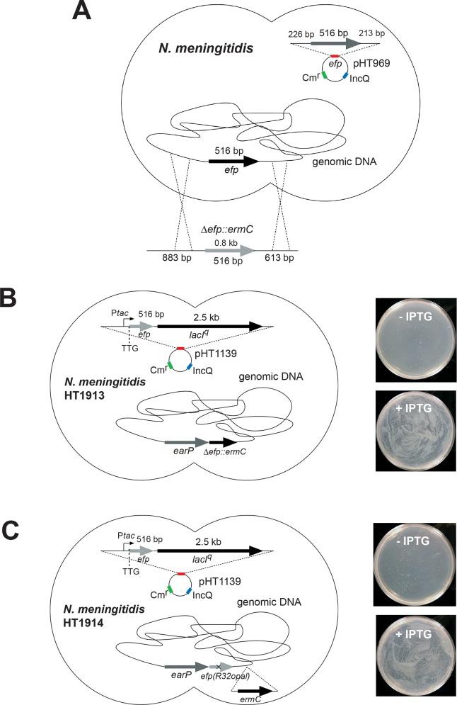 https://cdn.ncbi.nlm.nih.gov/pmc/blobs/f087/4739656/a2e58b0ff426/pone.0147907.g001.jpg