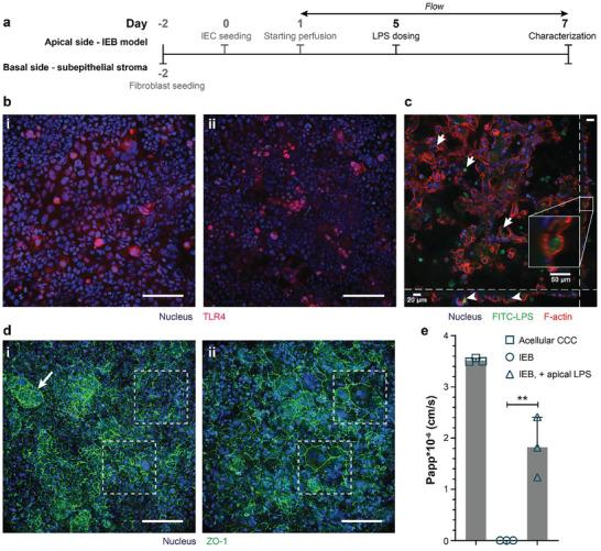 https://cdn.ncbi.nlm.nih.gov/pmc/blobs/f088/11468350/fce3ff39d703/ADHM-13-2302454-g002.jpg
