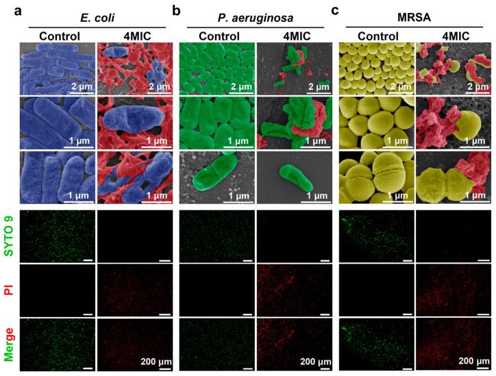 https://cdn.ncbi.nlm.nih.gov/pmc/blobs/f08b/12028358/3e3f9c7471e8/materials-18-01889-g009.jpg
