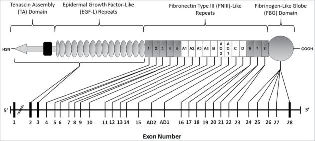 https://cdn.ncbi.nlm.nih.gov/pmc/blobs/f08c/4422809/14a9f8ae015b/kcam-09-48-g001.jpg