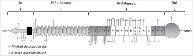 https://cdn.ncbi.nlm.nih.gov/pmc/blobs/f08c/4422809/1b7d508f9066/kcam-09-48-g004.jpg