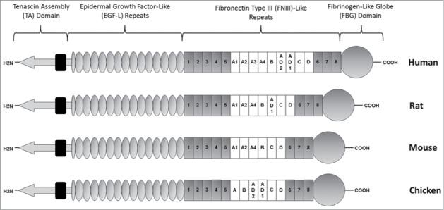https://cdn.ncbi.nlm.nih.gov/pmc/blobs/f08c/4422809/56557ad3d682/kcam-09-48-g002.jpg
