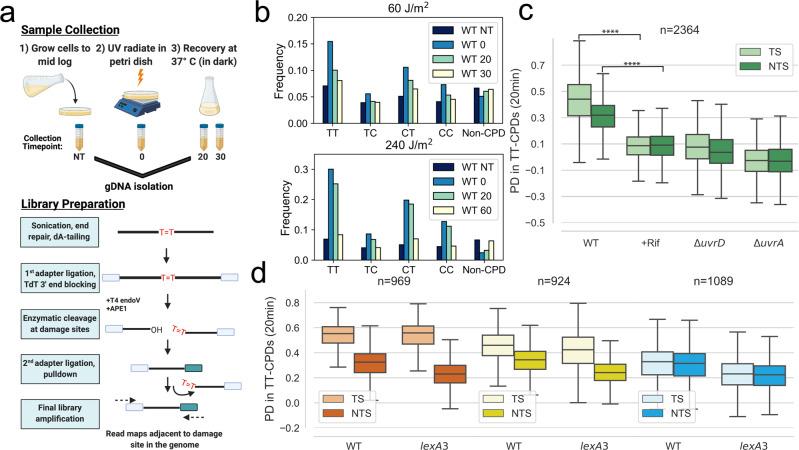 https://cdn.ncbi.nlm.nih.gov/pmc/blobs/f08d/8967931/163c81bf23e9/41467_2022_28871_Fig1_HTML.jpg