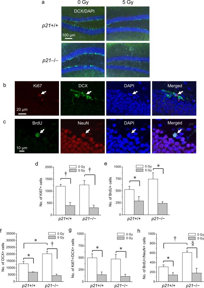 https://cdn.ncbi.nlm.nih.gov/pmc/blobs/f08e/6131552/f242394b58af/41420_2018_81_Fig3_HTML.jpg