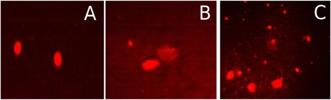 https://cdn.ncbi.nlm.nih.gov/pmc/blobs/f096/11344728/ebc09abe5963/12013_2024_1256_Fig11_HTML.jpg